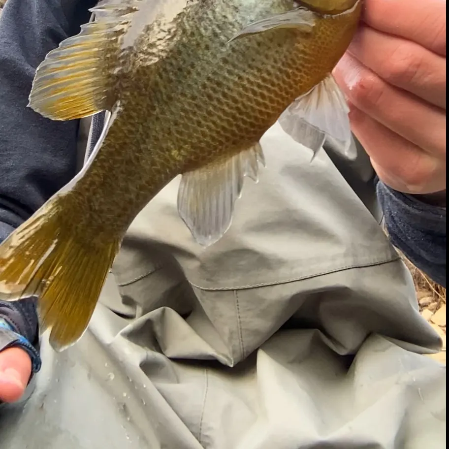 The most recent Redbreast sunfish catches on Fishbrain