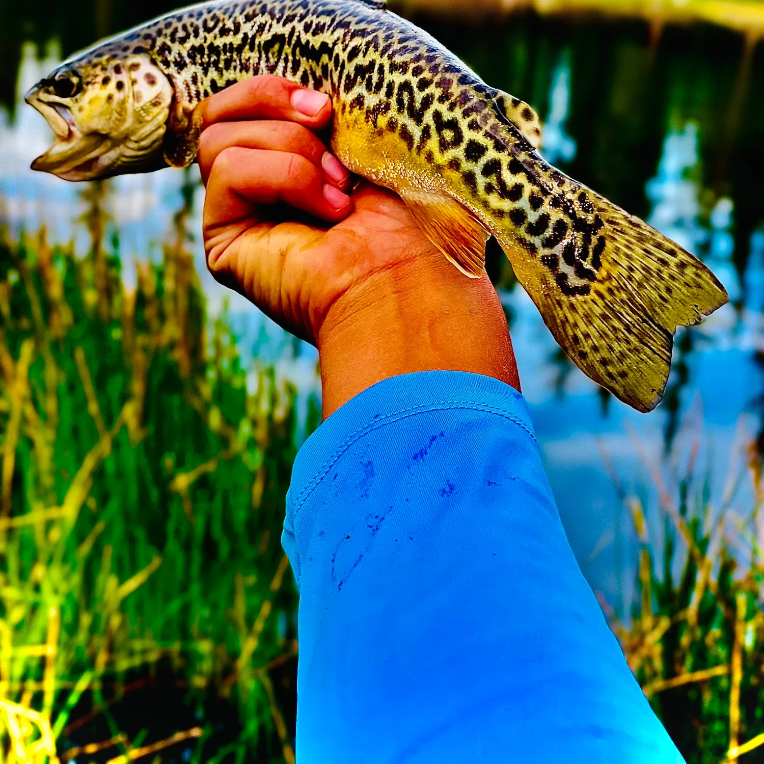 Tiger trout caught on Fishbrain
