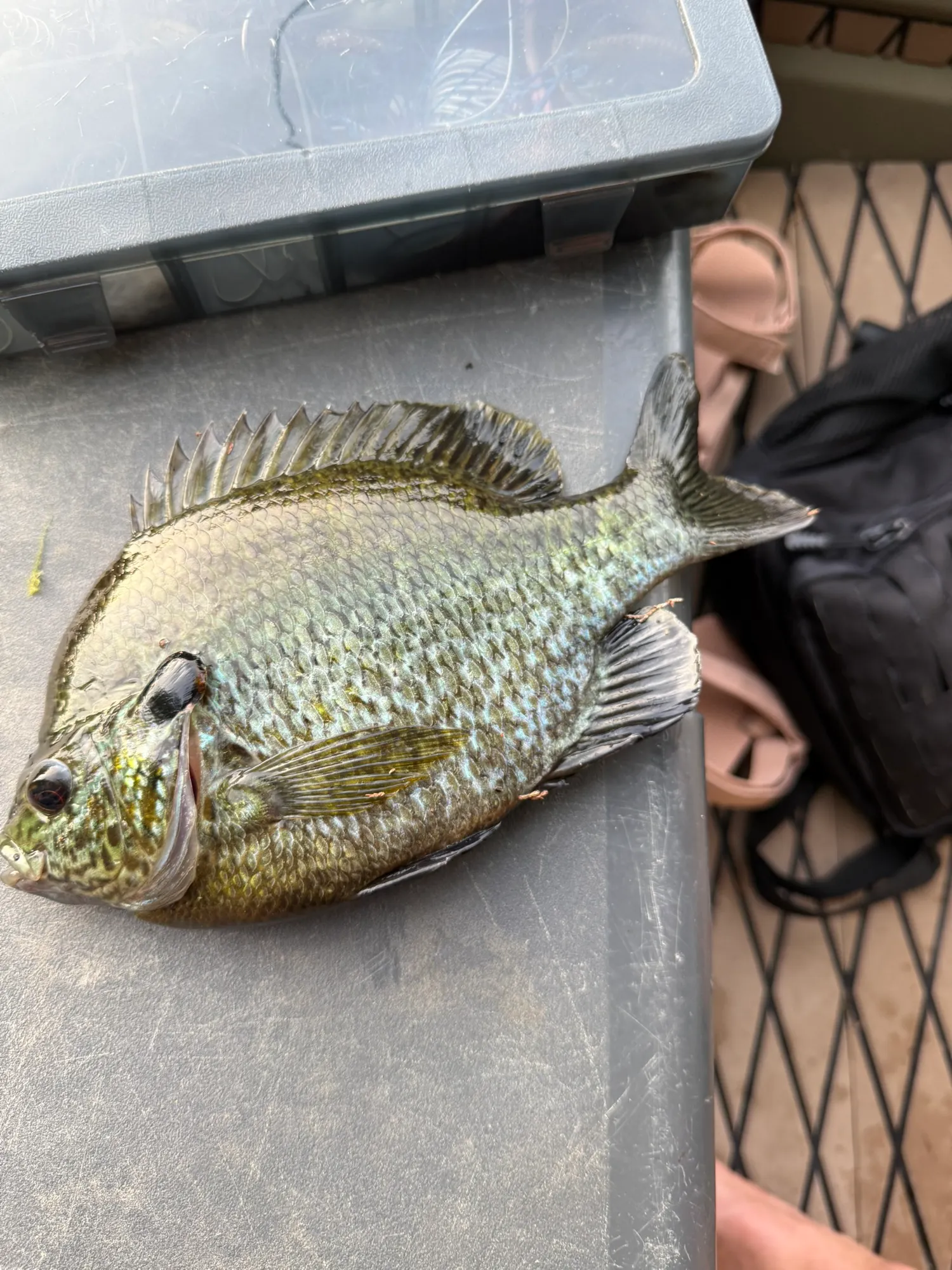 Sunfish