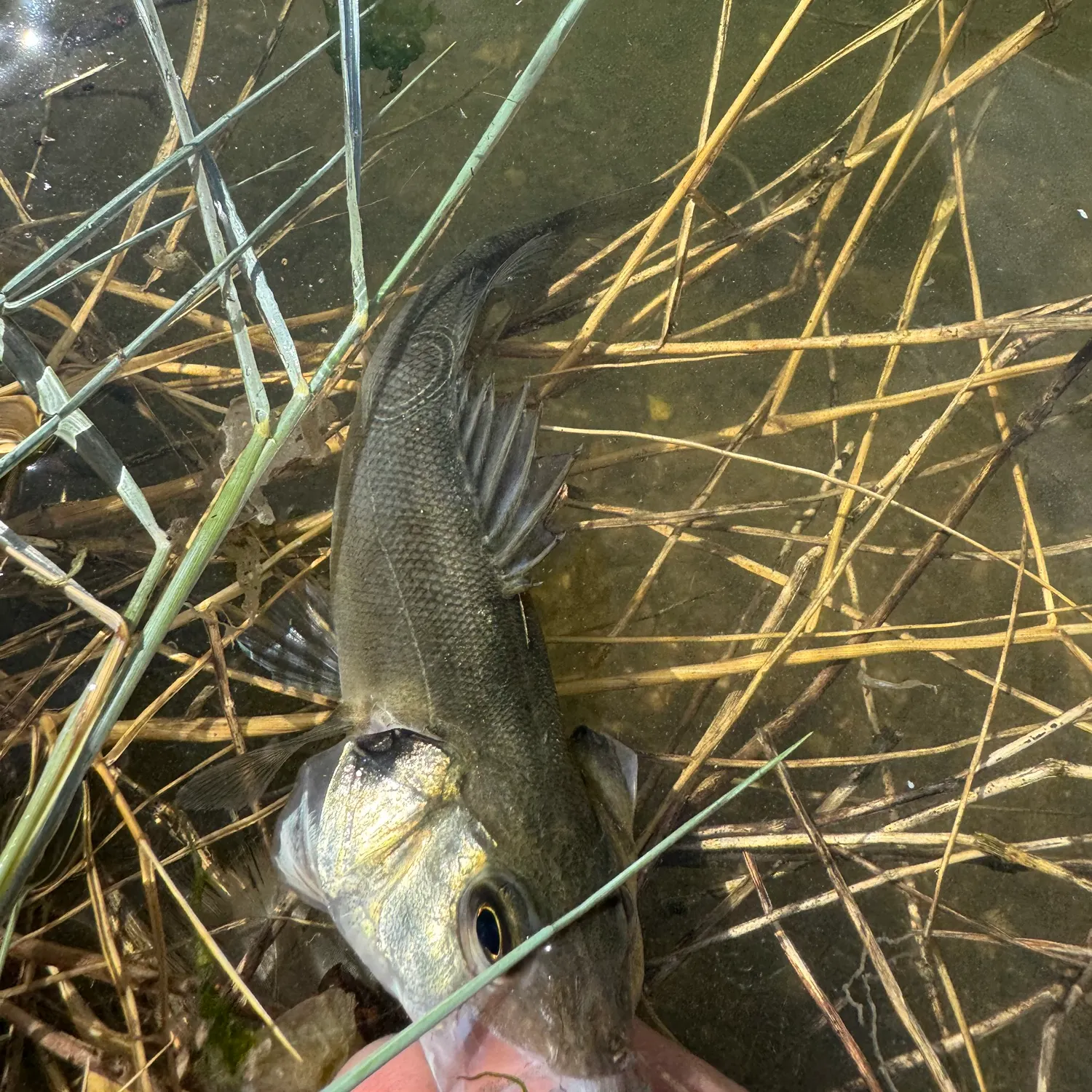 European seabass caught on Fishbrain
