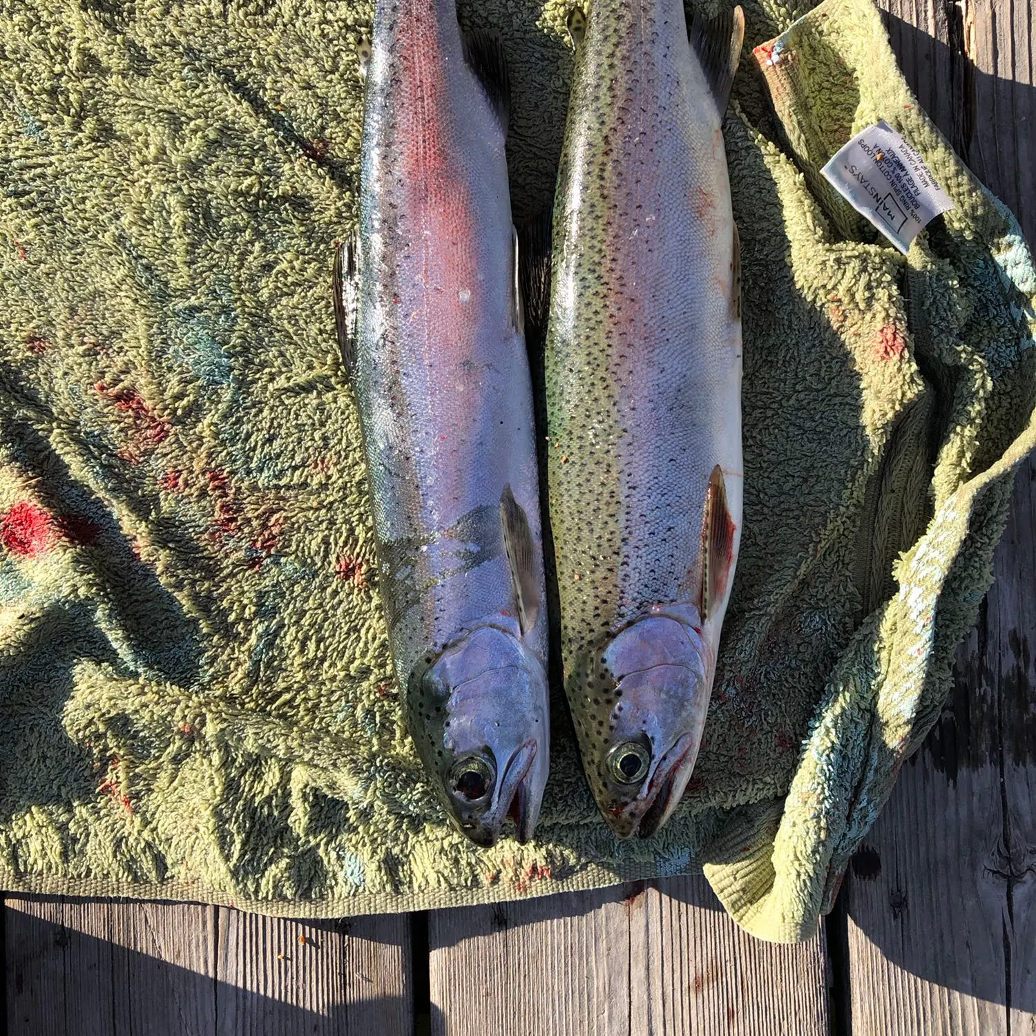 recently logged catches