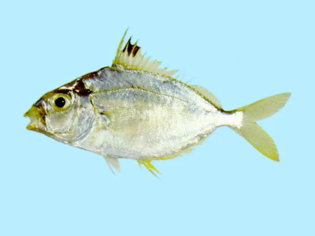 Spotnape ponyfish