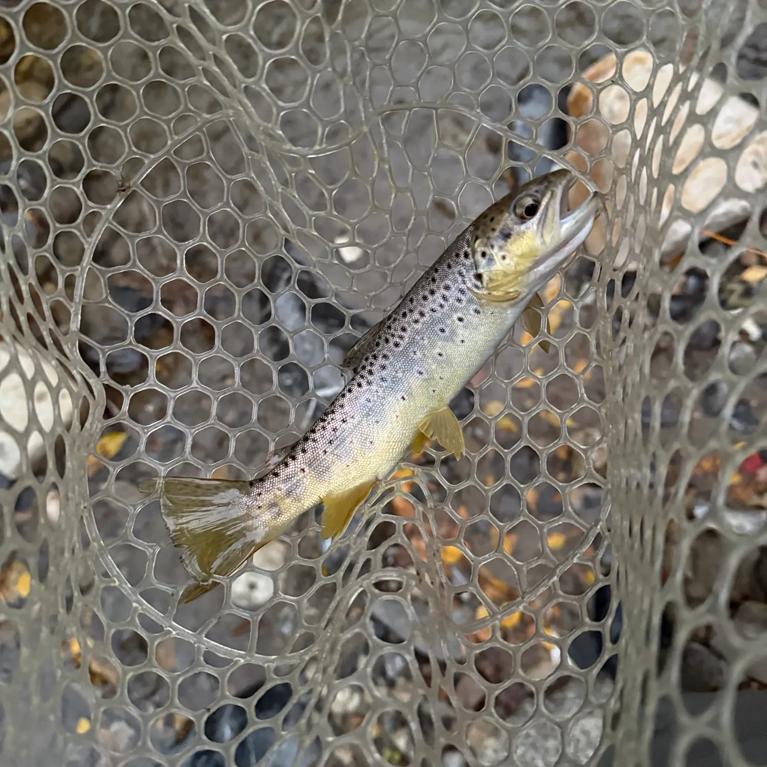 Brown trout caught on Fishbrain