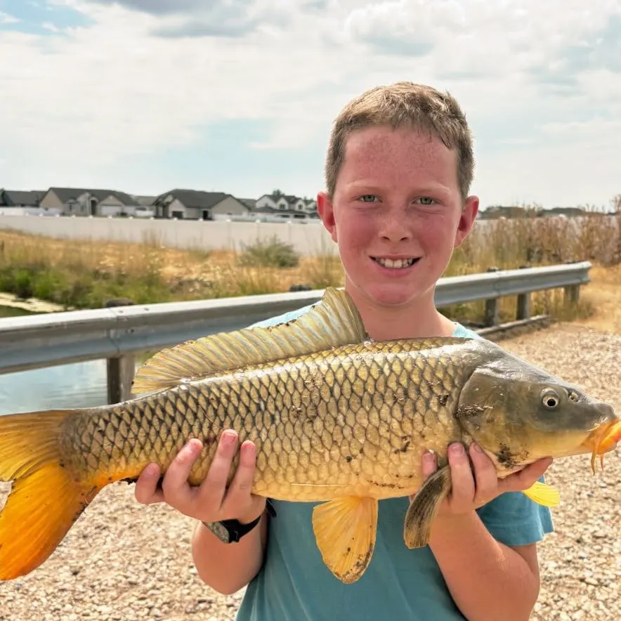 Common carp caught on Fishbrain
