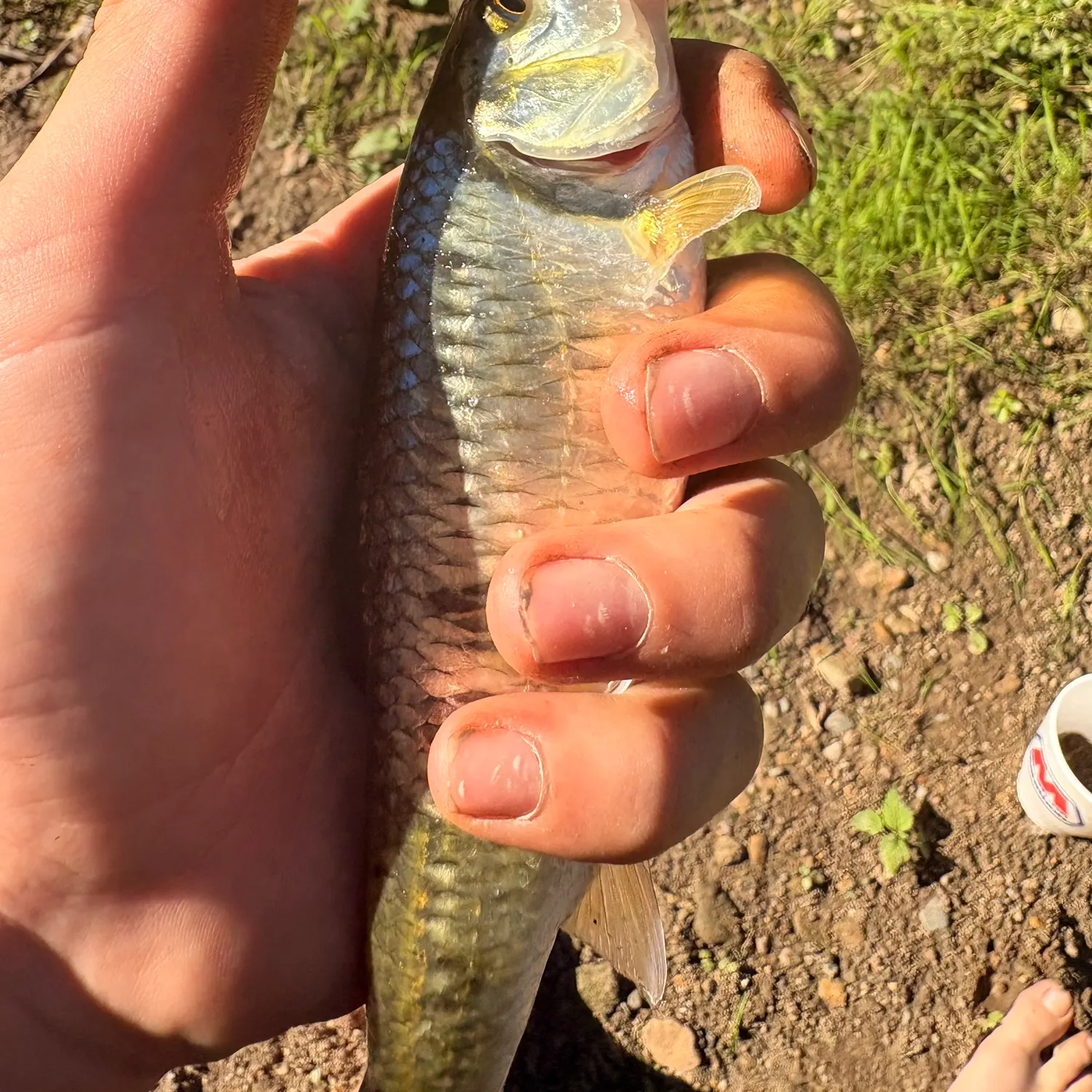 Common shiner caught on Fishbrain