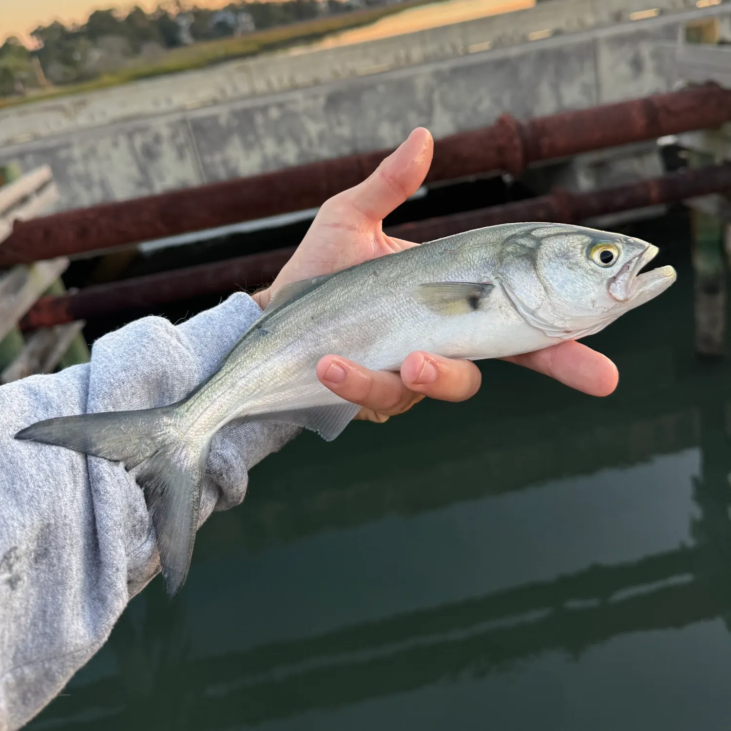 The most recent Bluefish catches on Fishbrain