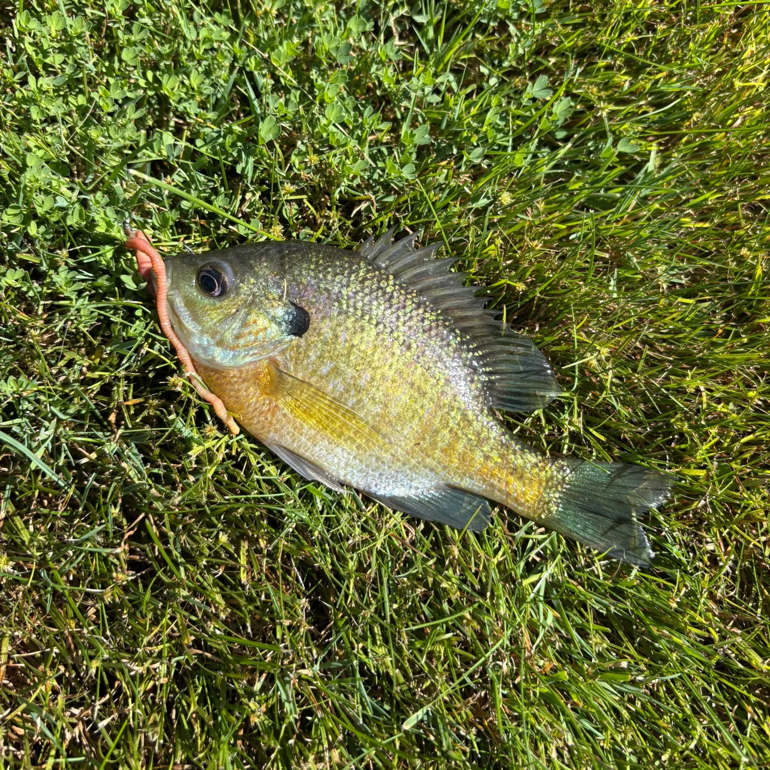Bluegill caught on Fishbrain