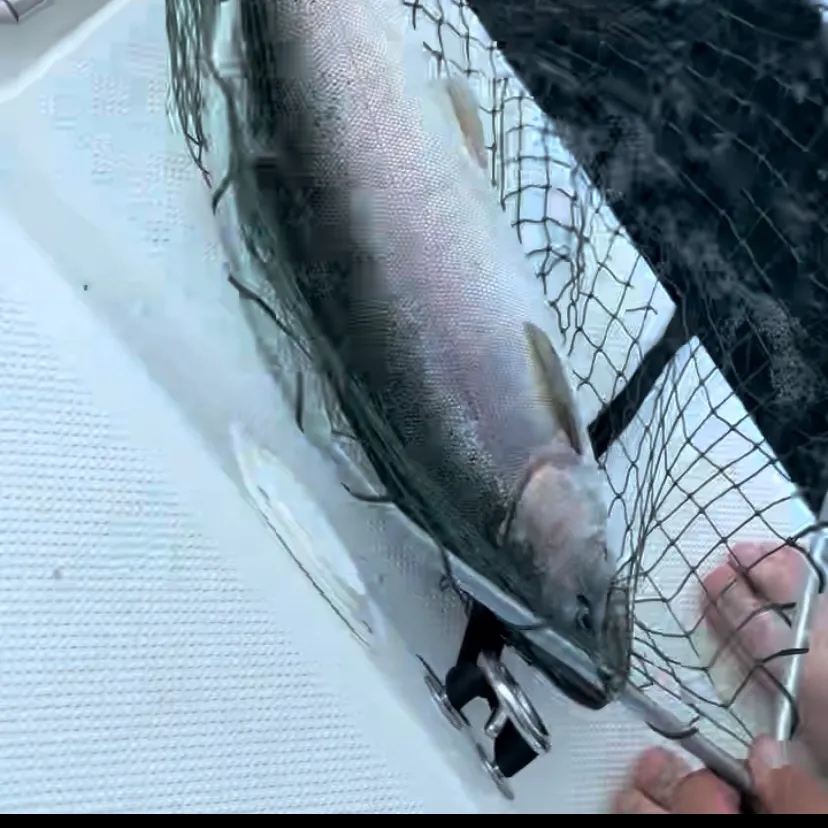 Rainbow trout caught on Fishbrain