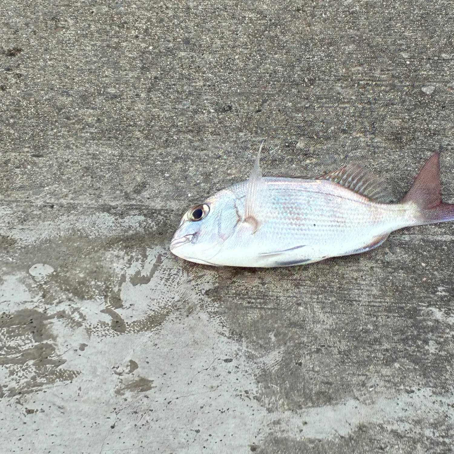 Australasian snapper caught on Fishbrain