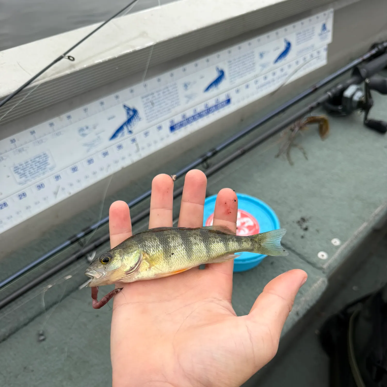 Yellow perch caught on Fishbrain