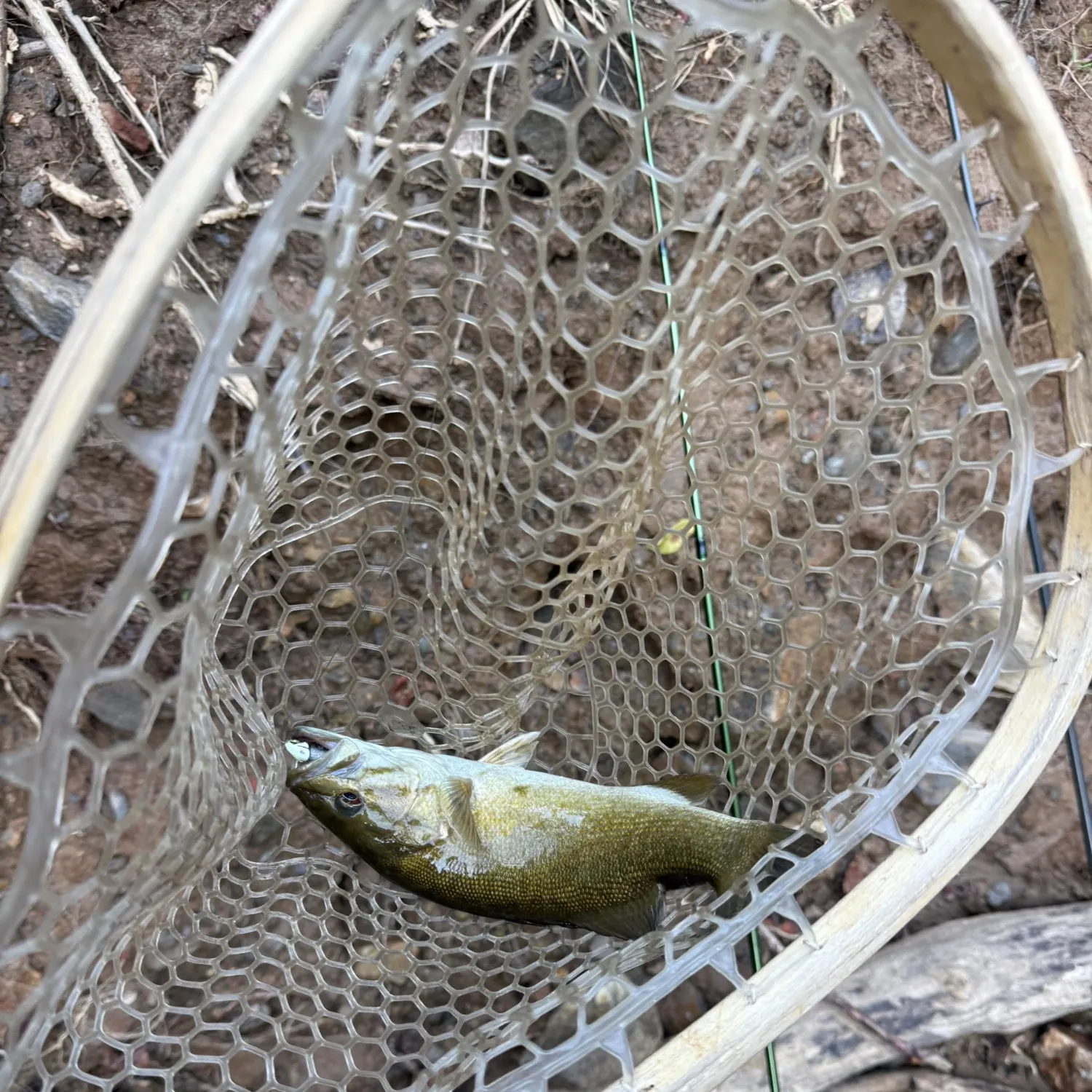 Smallmouth bass caught on Fishbrain