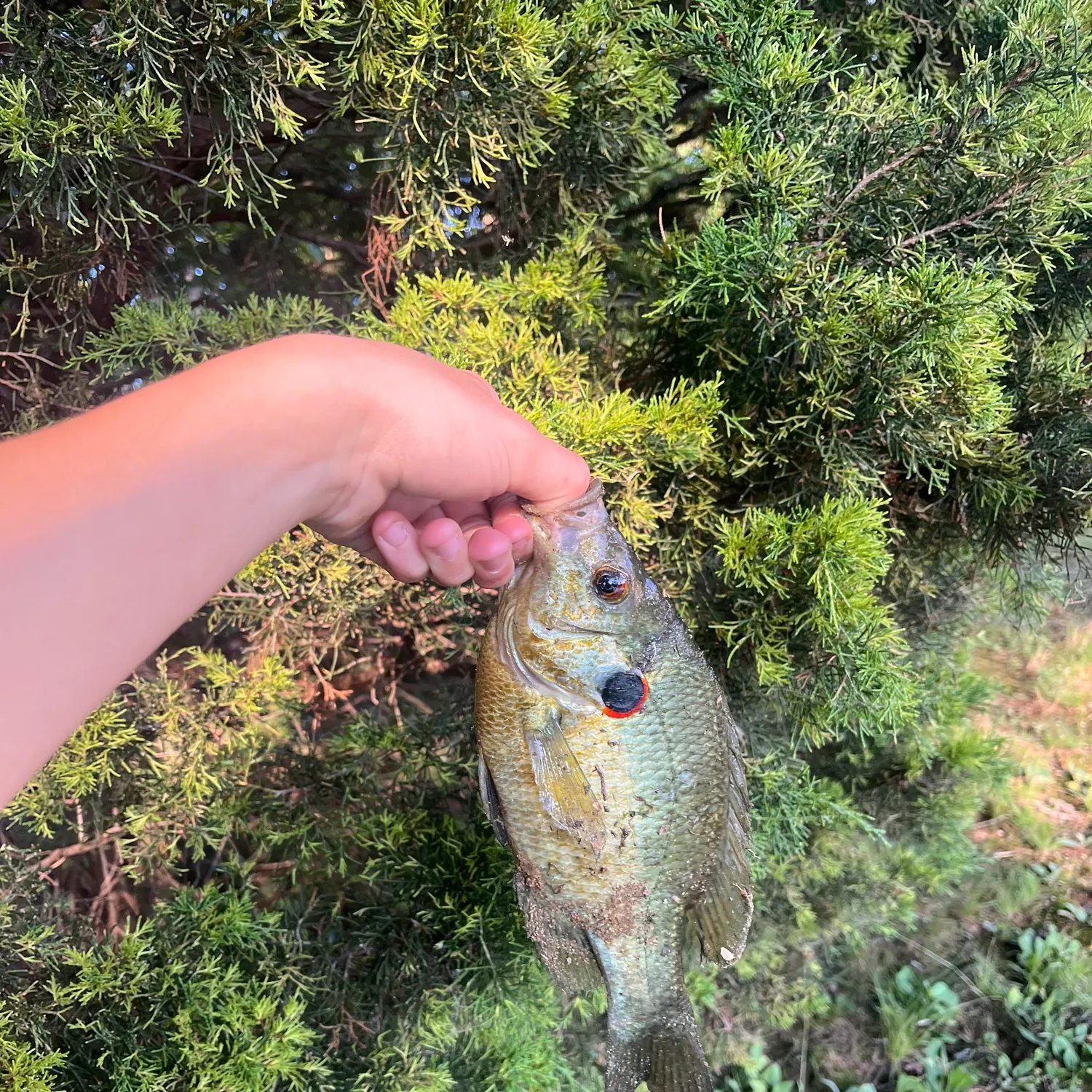 The most recent Redear sunfish catches on Fishbrain