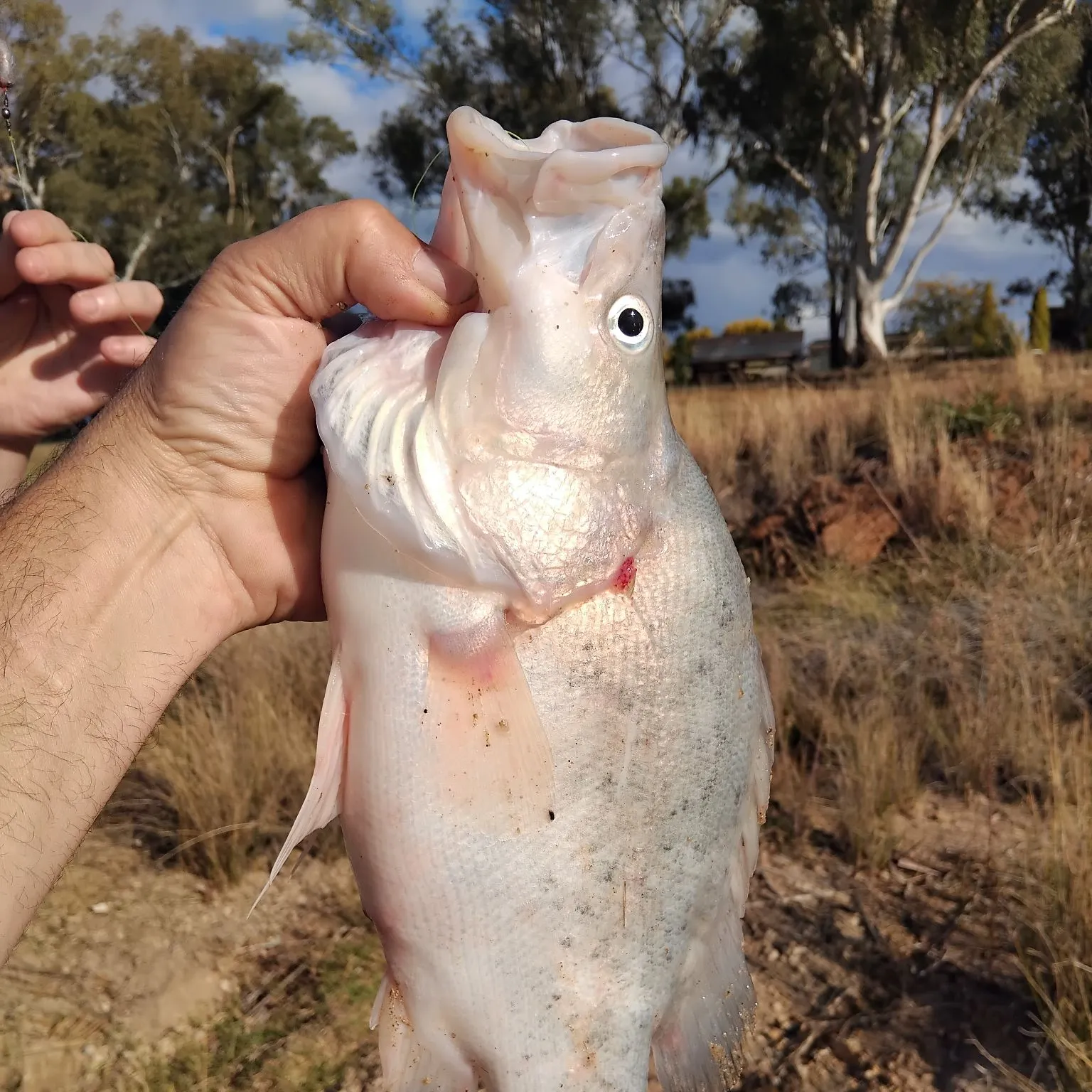 angler catch