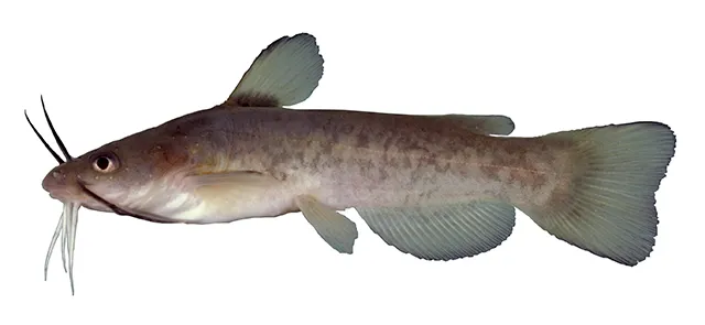 Flat bullhead