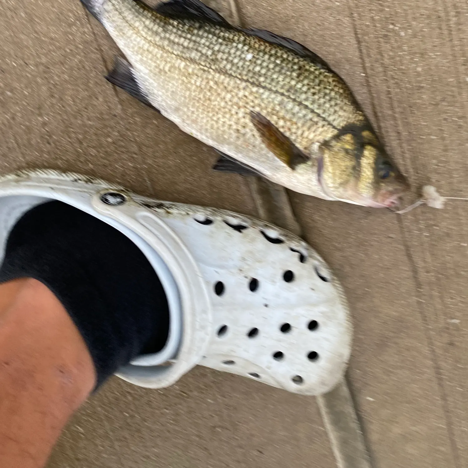 White perch caught on Fishbrain