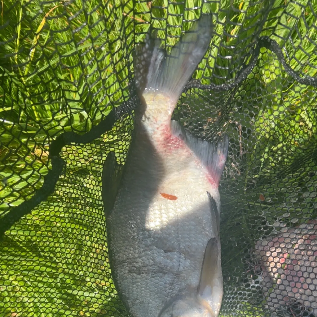 The most recent Common bream catches on Fishbrain