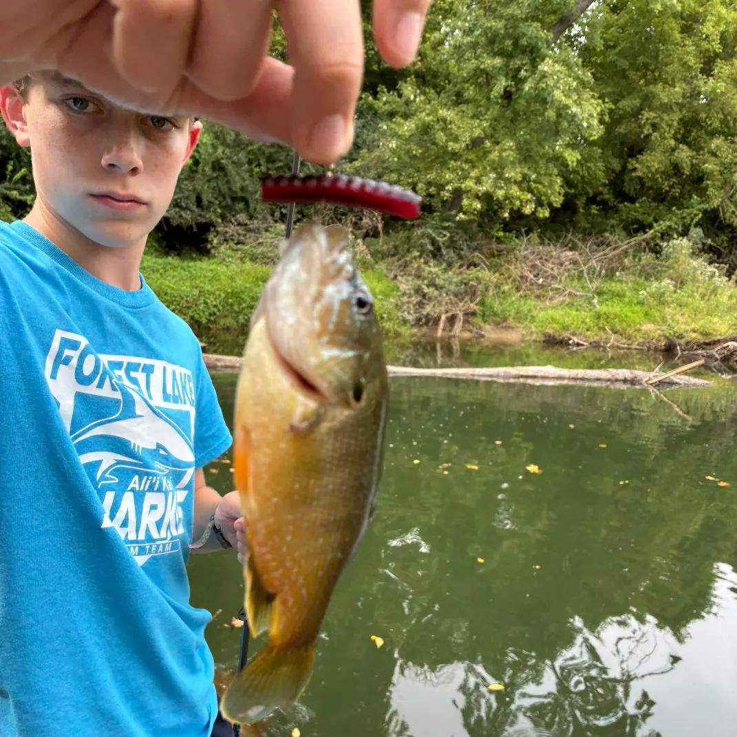 Green sunfish caught on Fishbrain