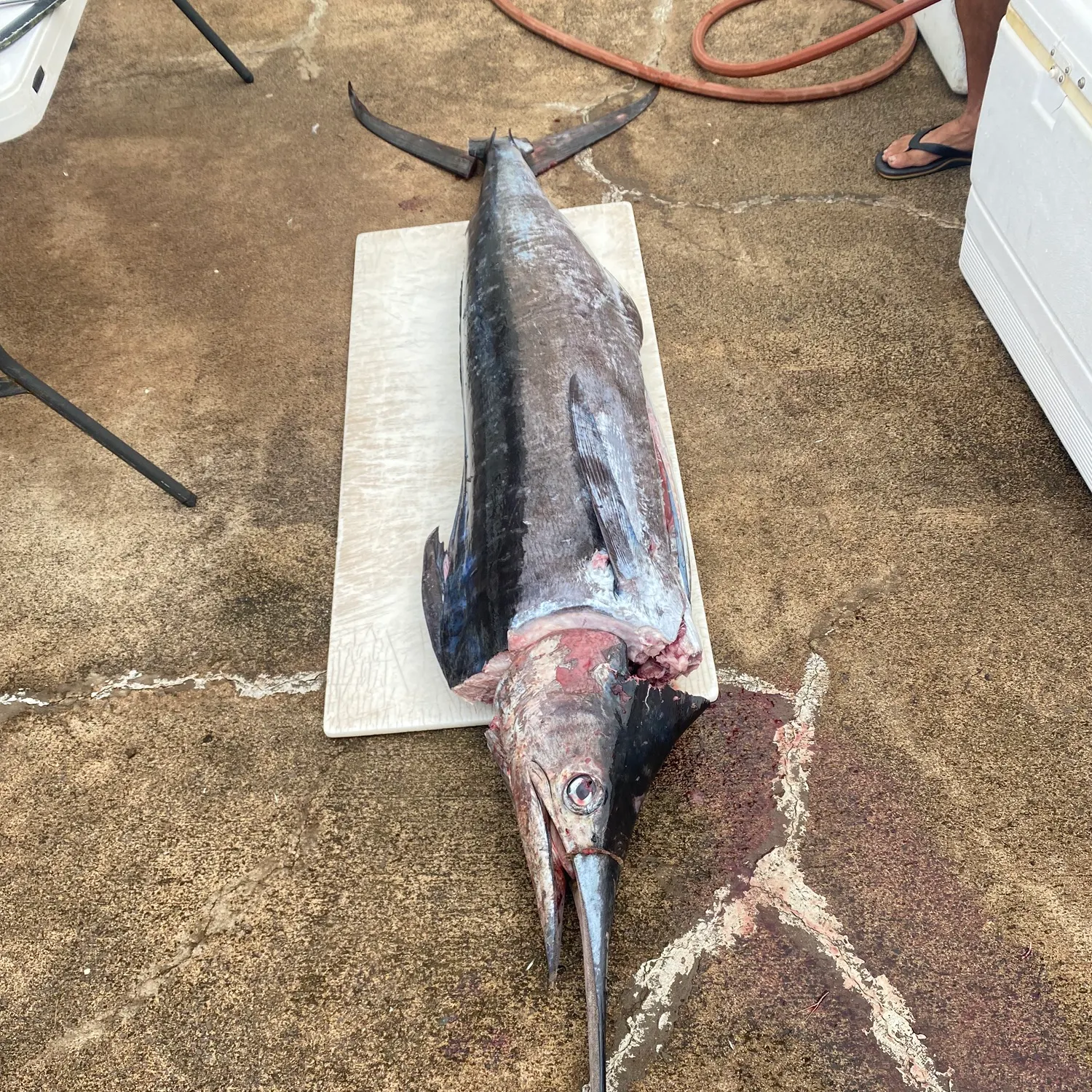The most recent Atlantic blue marlin catches on Fishbrain
