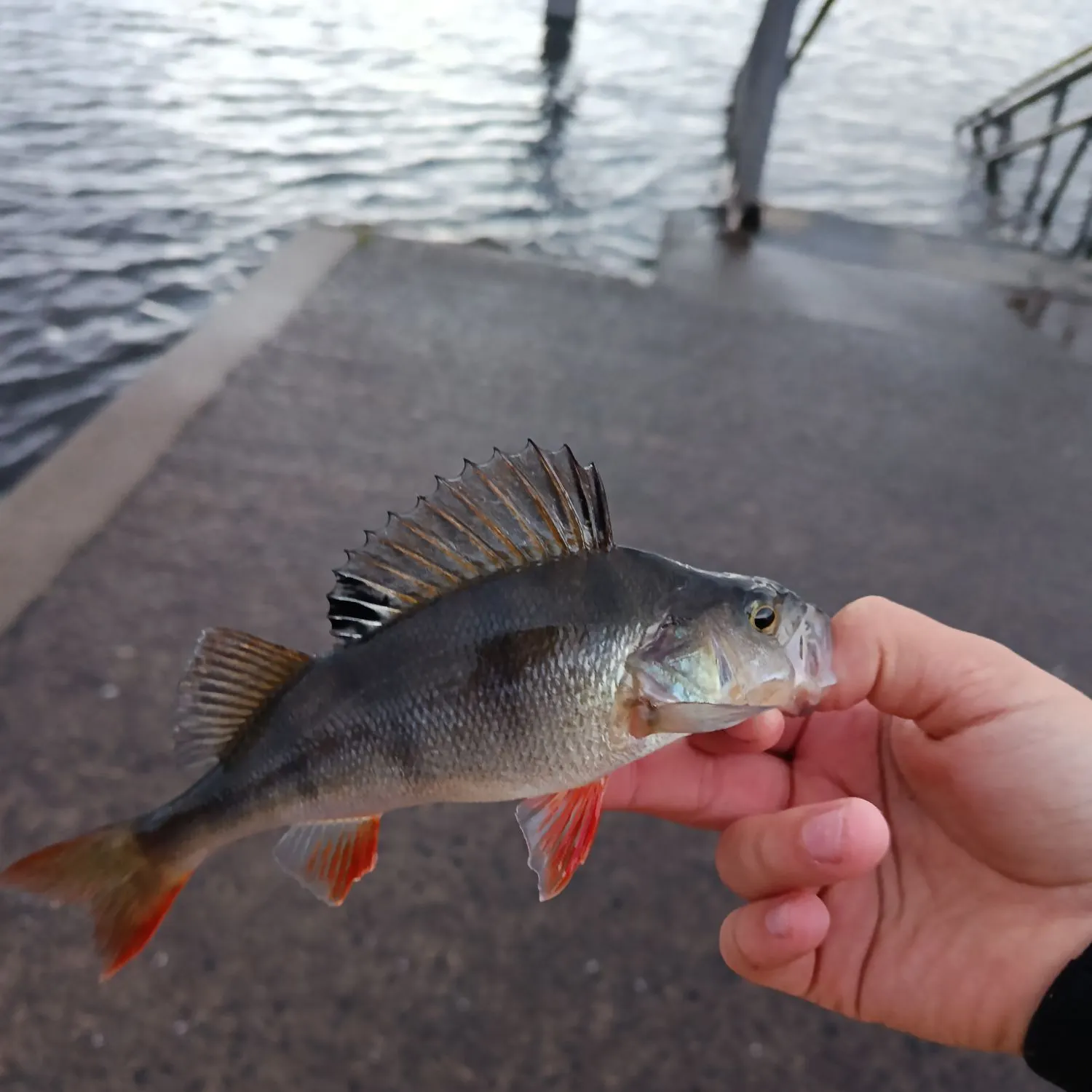 European perch caught on Fishbrain