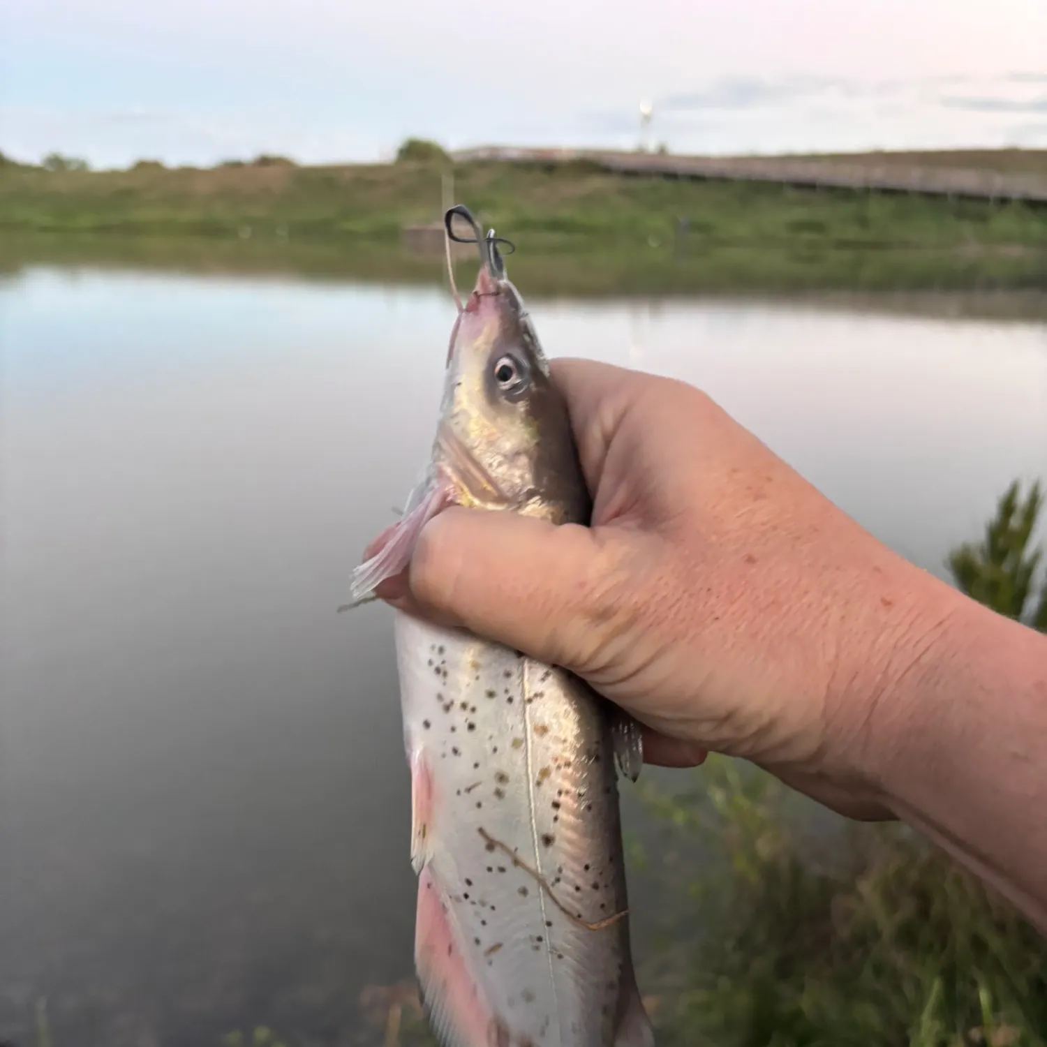 Channel catfish caught on Fishbrain
