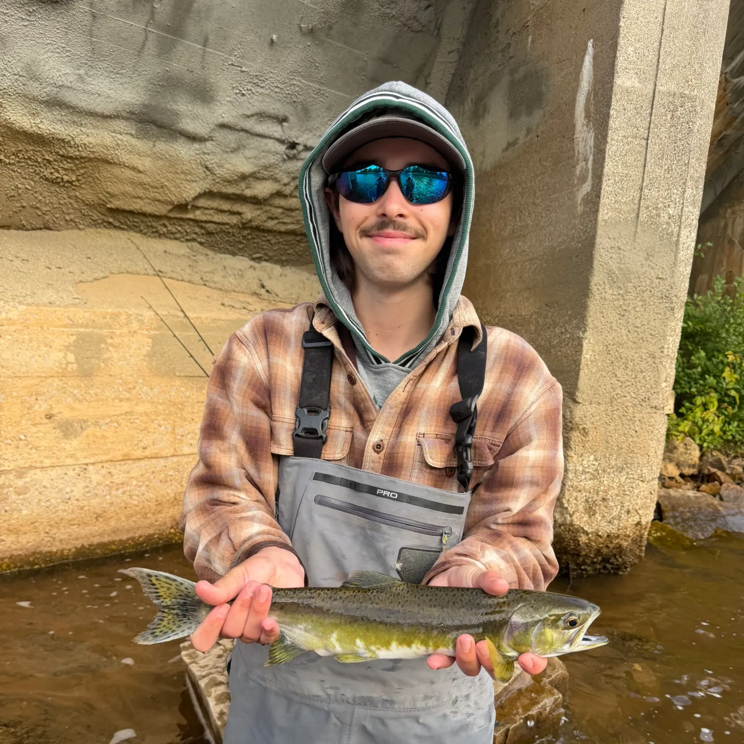Pink salmon caught on Fishbrain