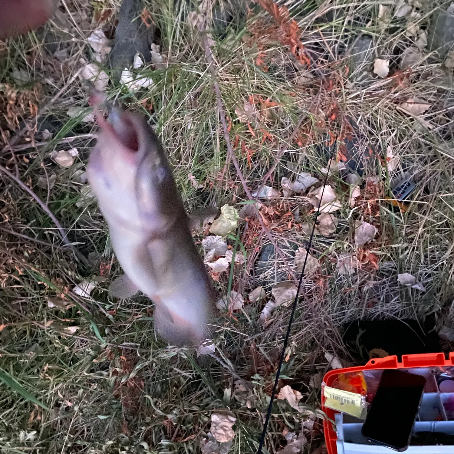 catch