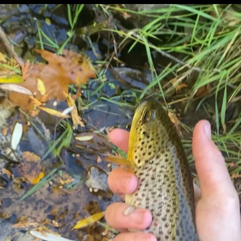 Brown trout caught on Fishbrain