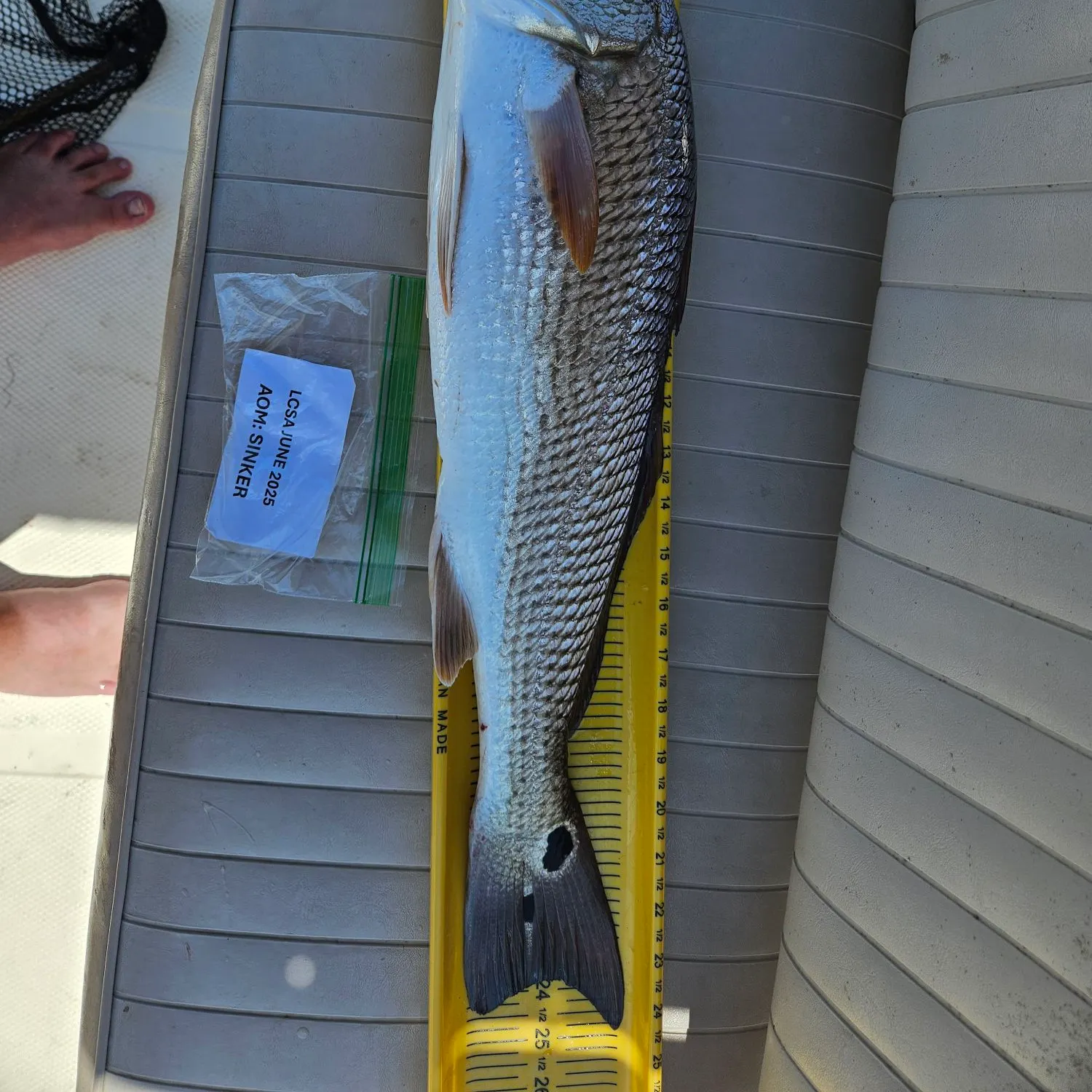 recently logged catches