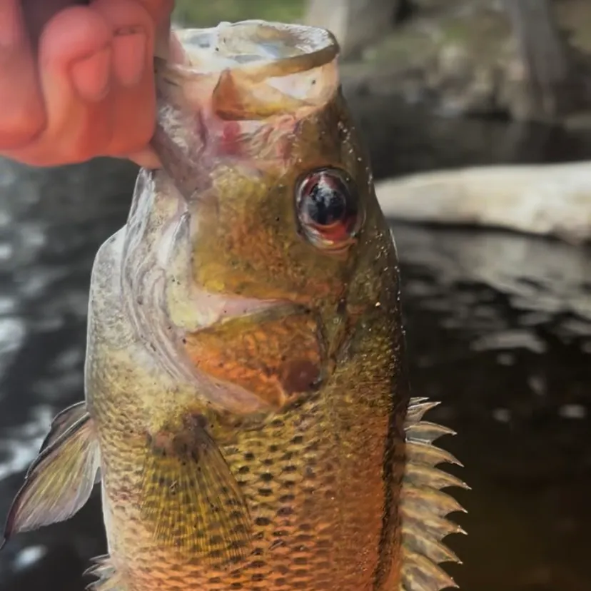 Rock bass caught on Fishbrain