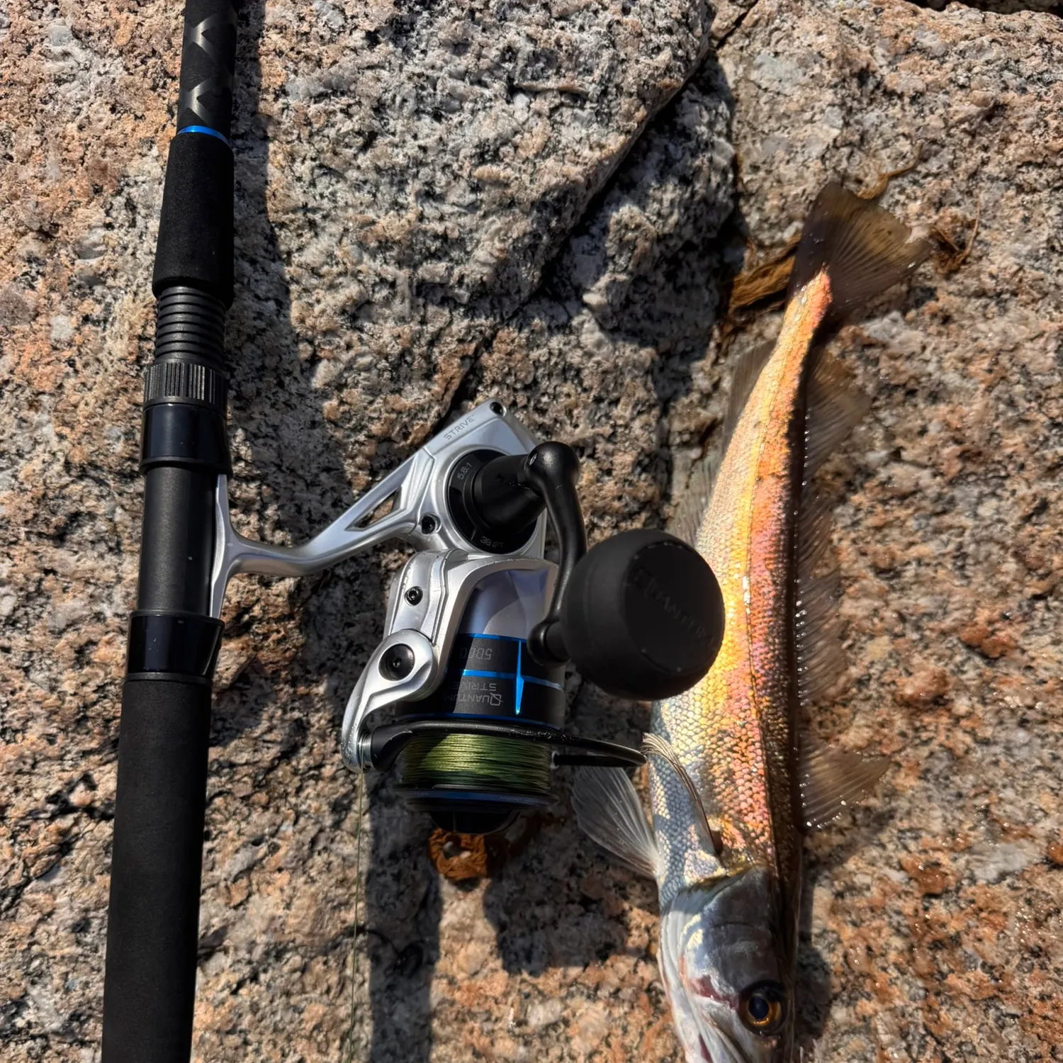 The most recent Red hake catches on Fishbrain