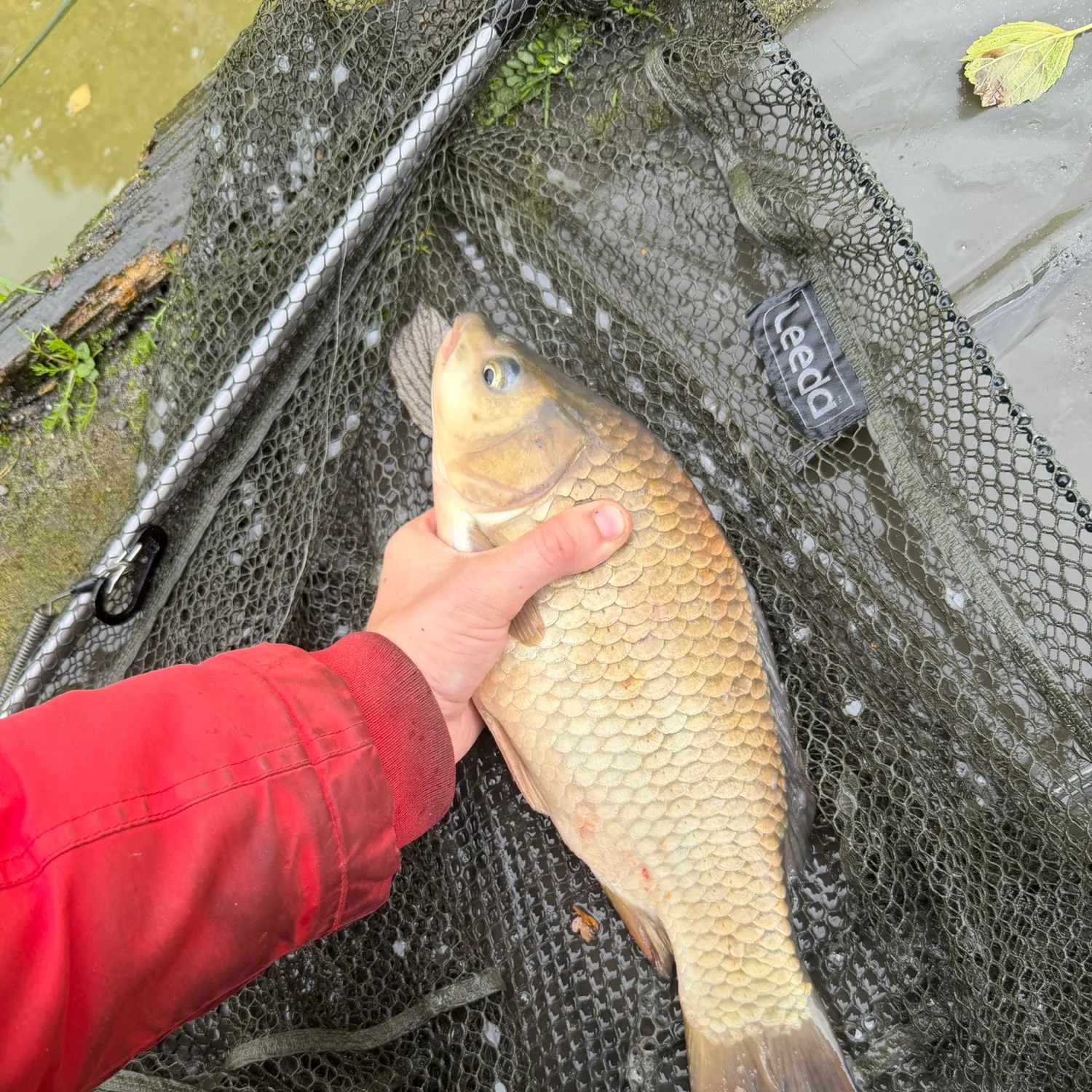 Common carp caught on Fishbrain