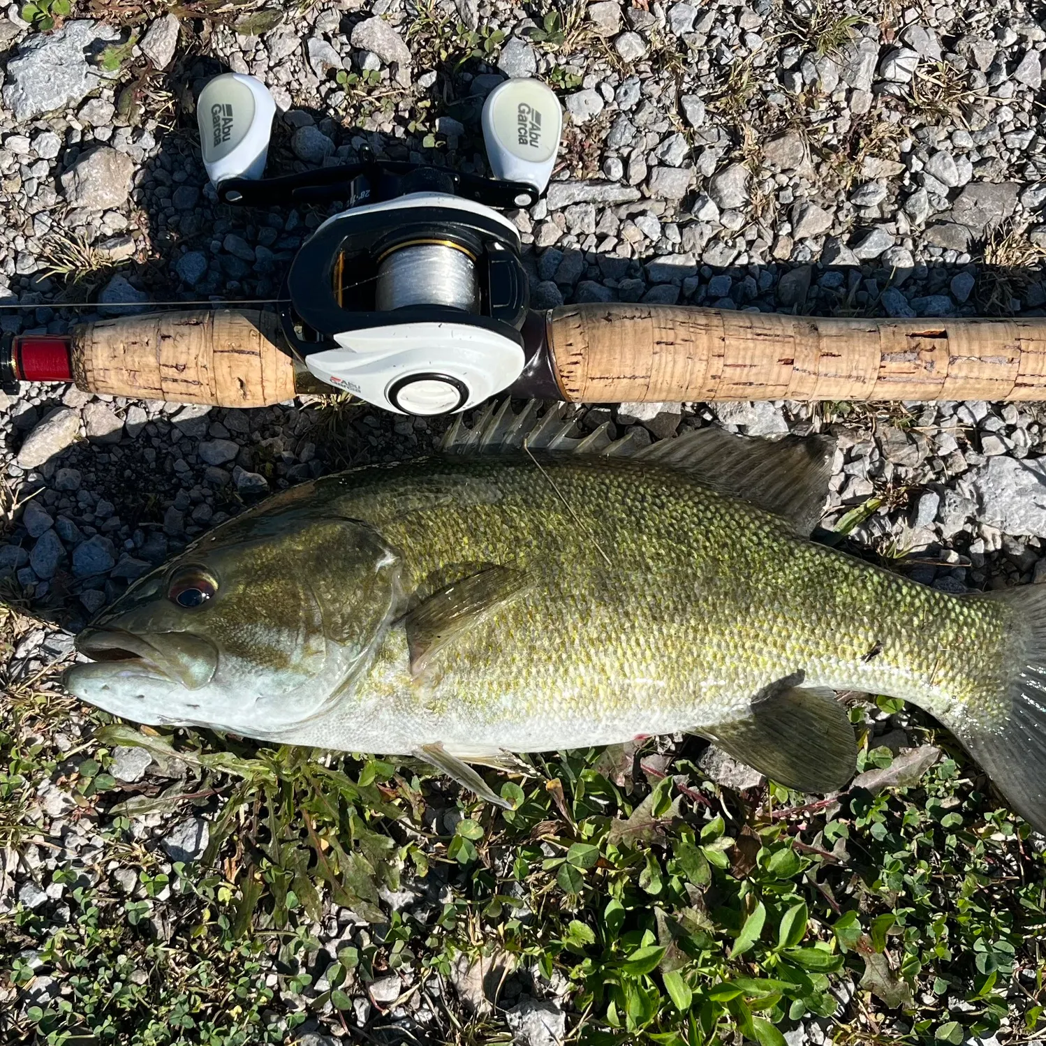 Smallmouth bass caught on Fishbrain