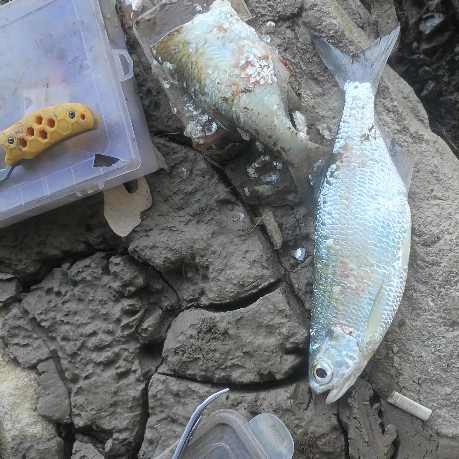 The most recent Skipjack herring catches on Fishbrain