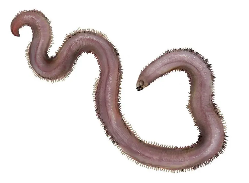 Worm