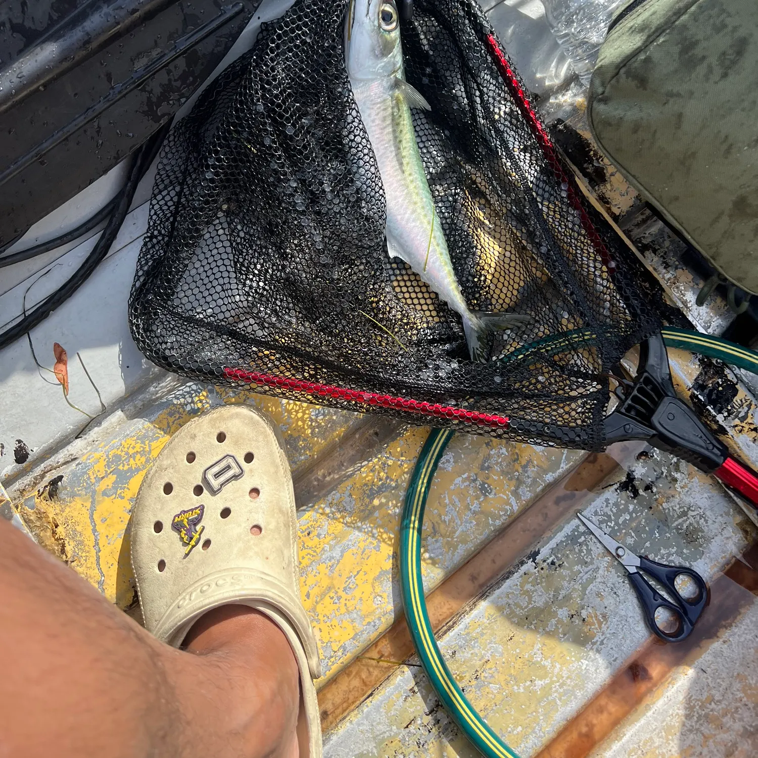 The most recent Blue mackerel catches on Fishbrain