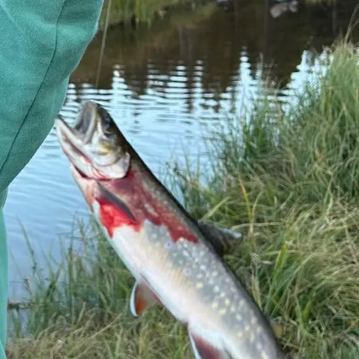 Brook trout caught on Fishbrain