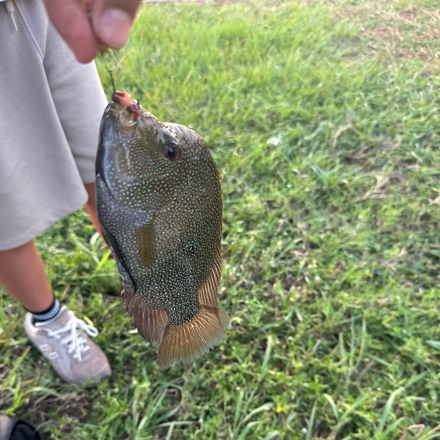 Rio Grande cichlid caught on Fishbrain
