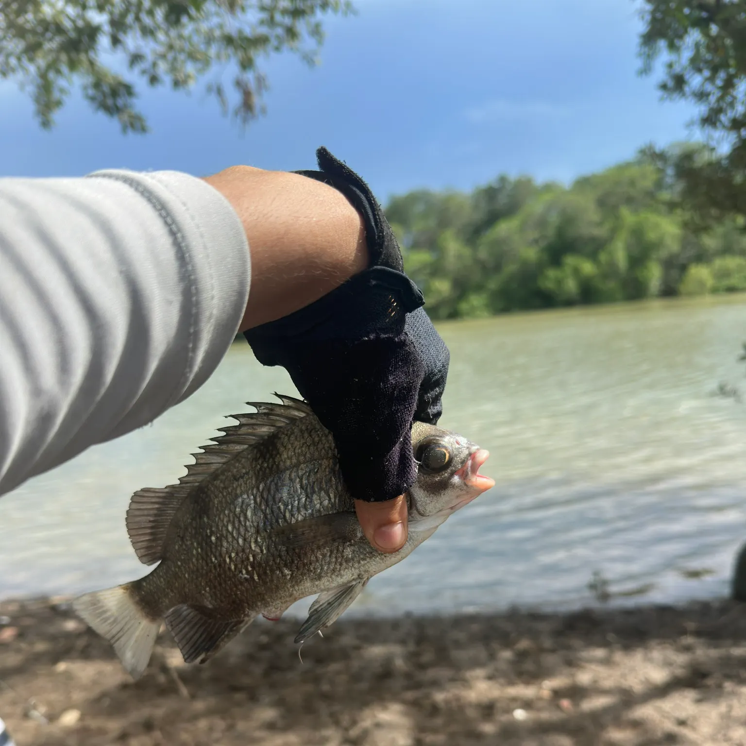 The most recent Pacific cubera snapper catches on Fishbrain