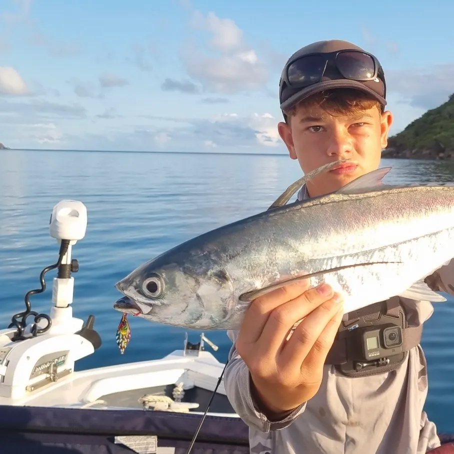 The most recent Greenback horse mackerel catches on Fishbrain