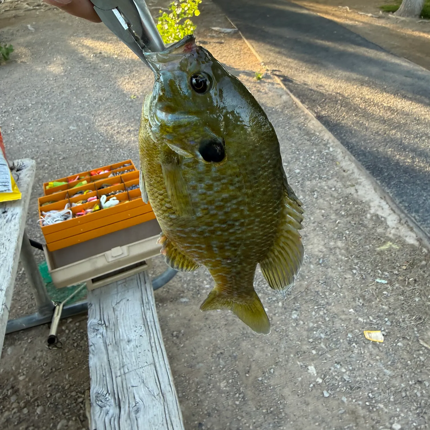The most recent Greengill hybrid catches on Fishbrain