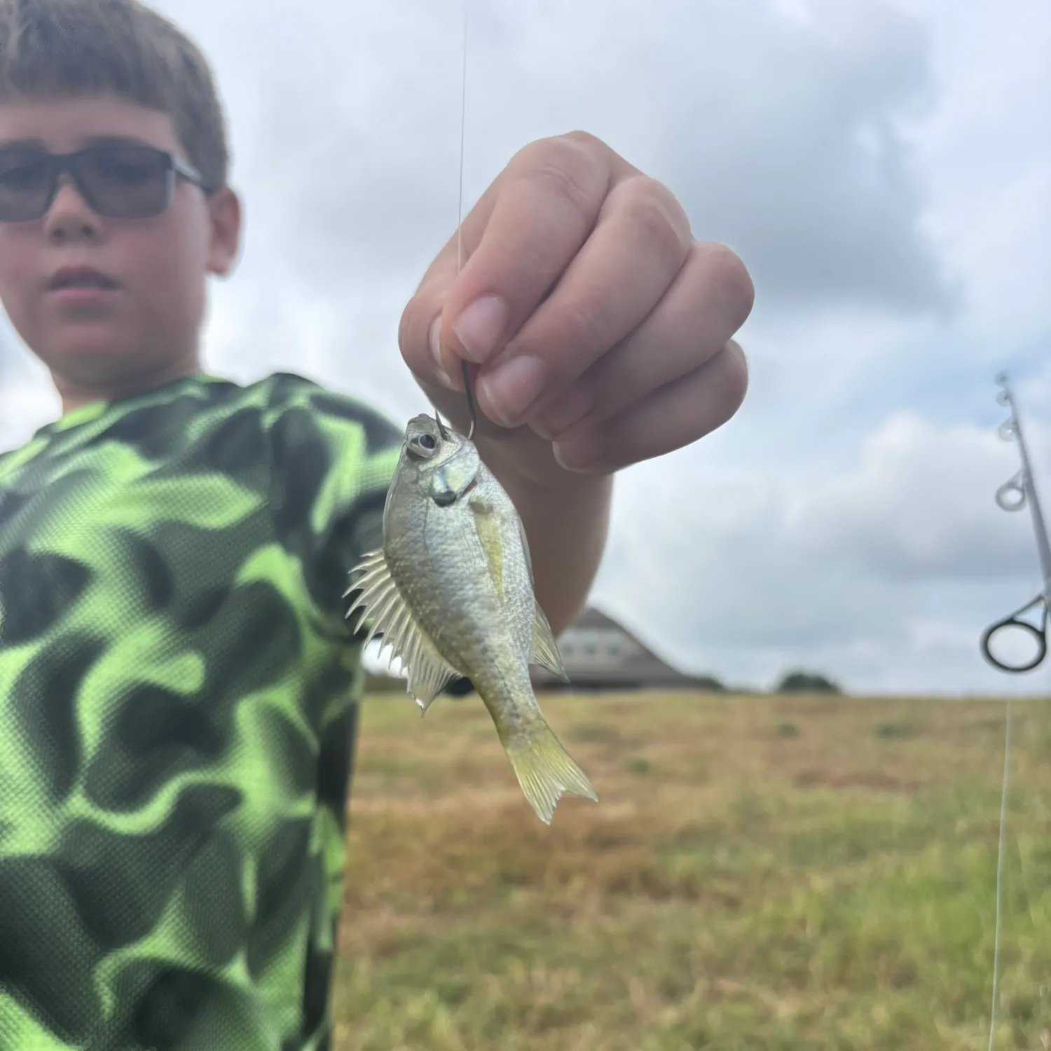 Bluegill caught on Fishbrain