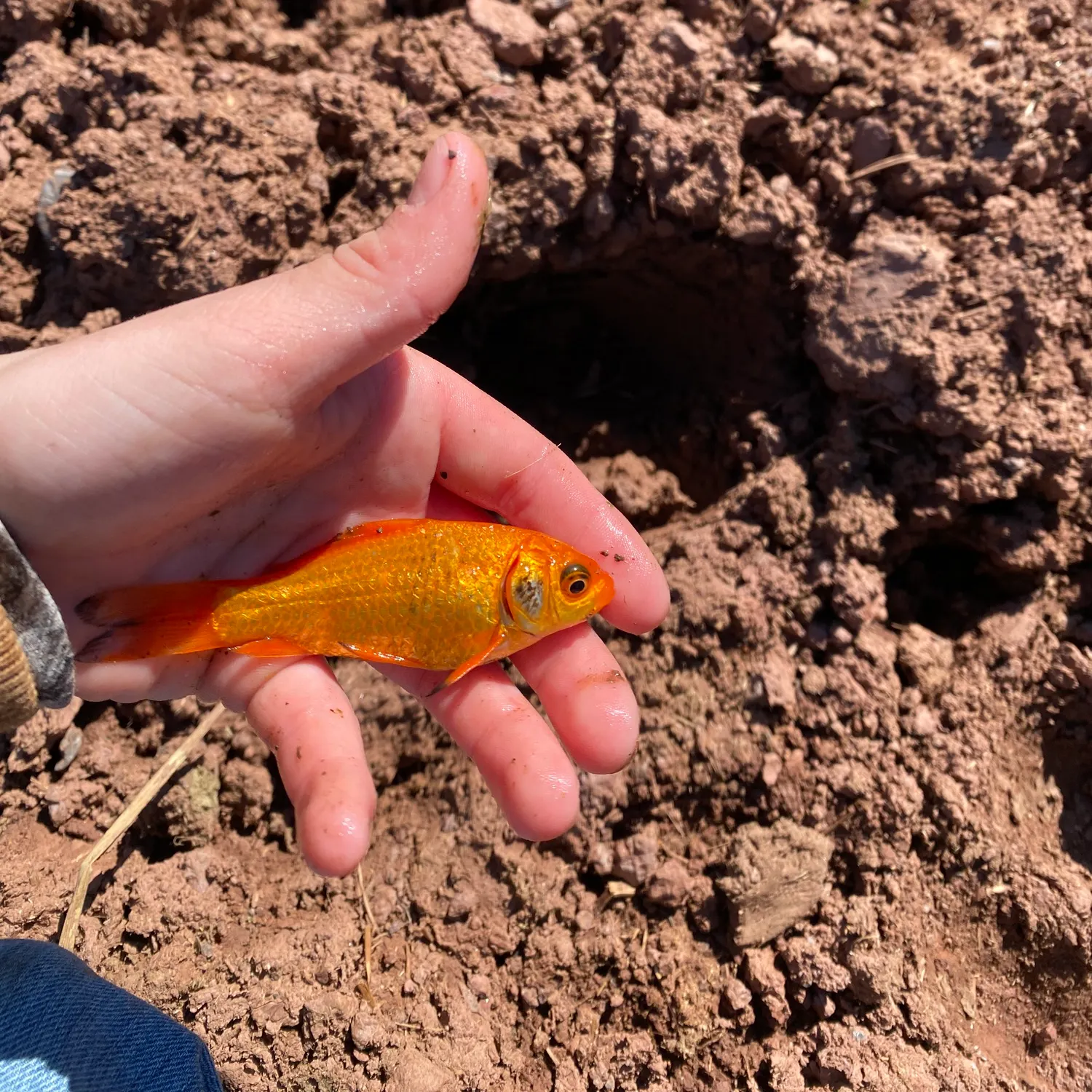 The most recent Goldfish catches on Fishbrain