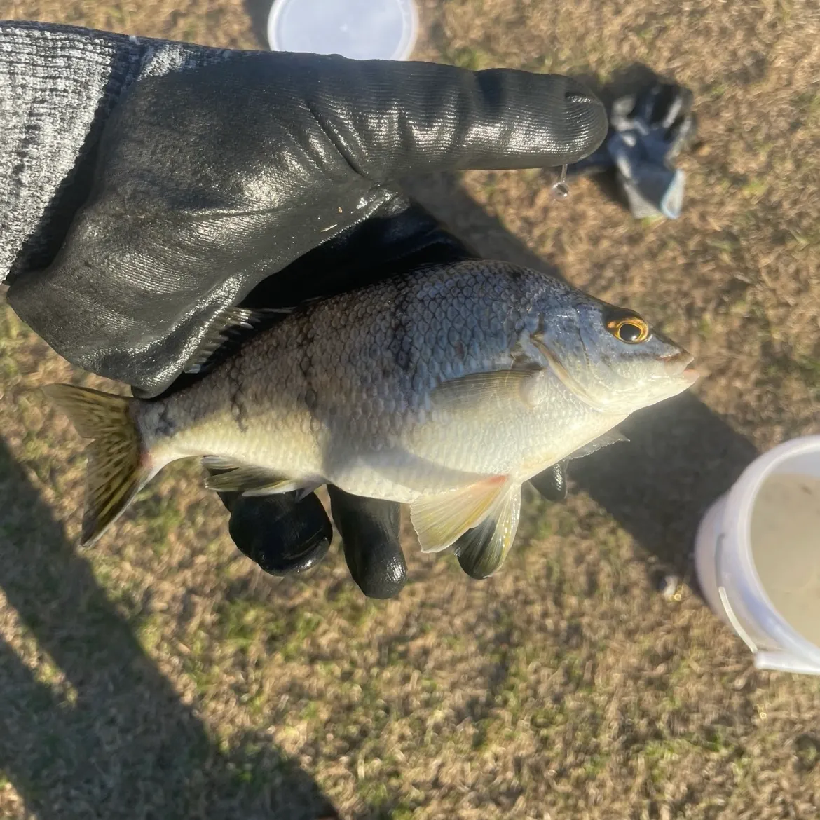 The most recent Striped seabream catches on Fishbrain