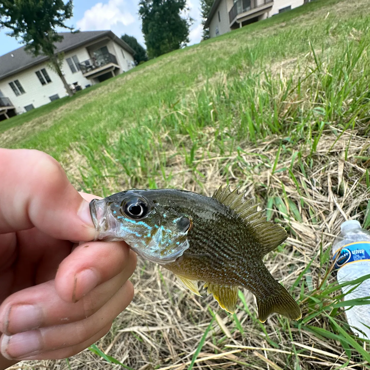 The most recent Green sunfish catches on Fishbrain
