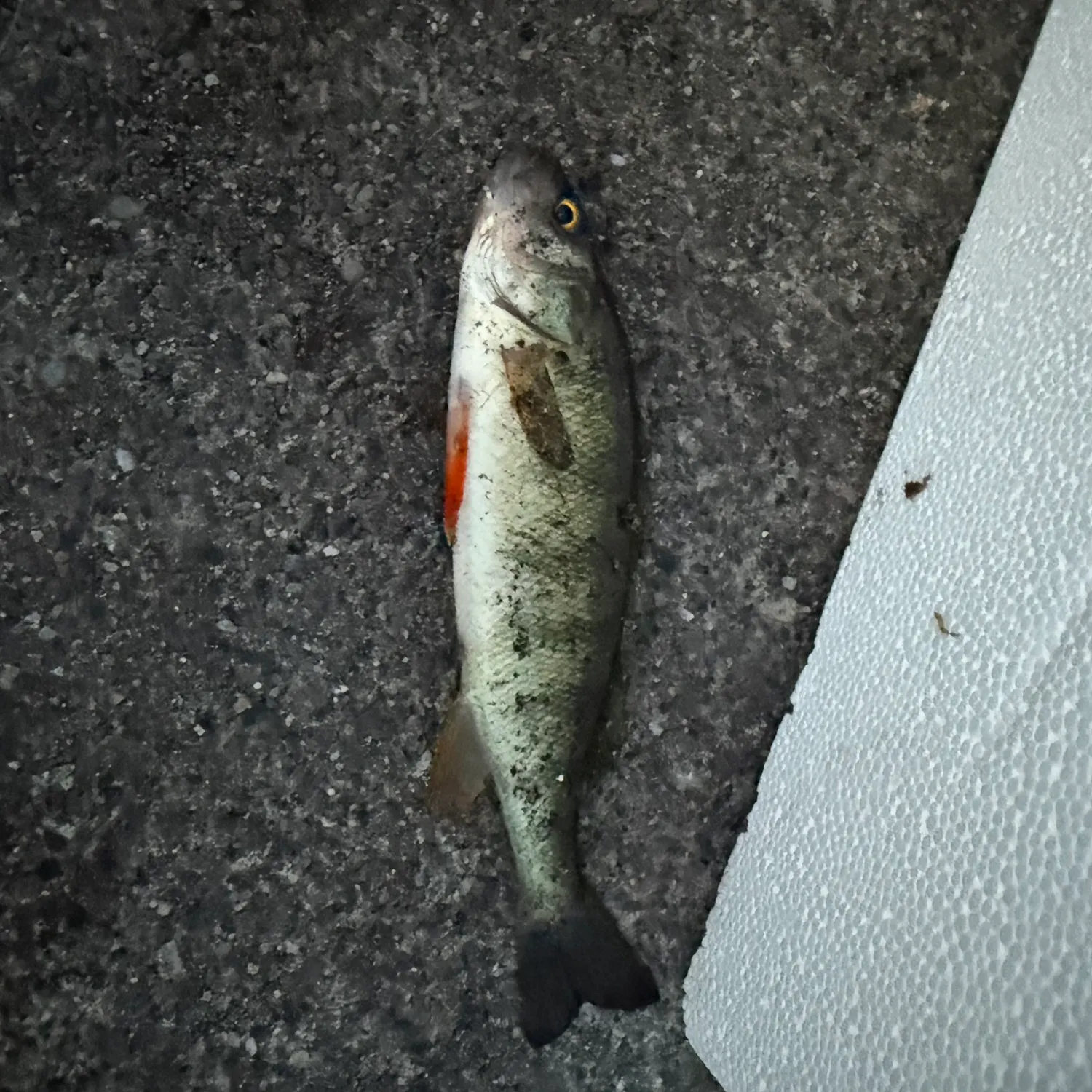 Yellow perch caught on Fishbrain