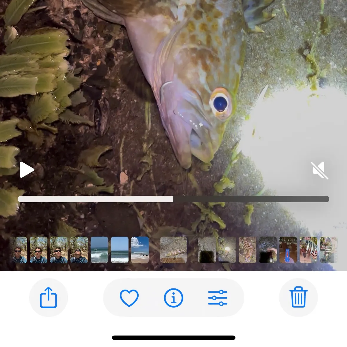 The most recent Starspotted grouper catches on Fishbrain