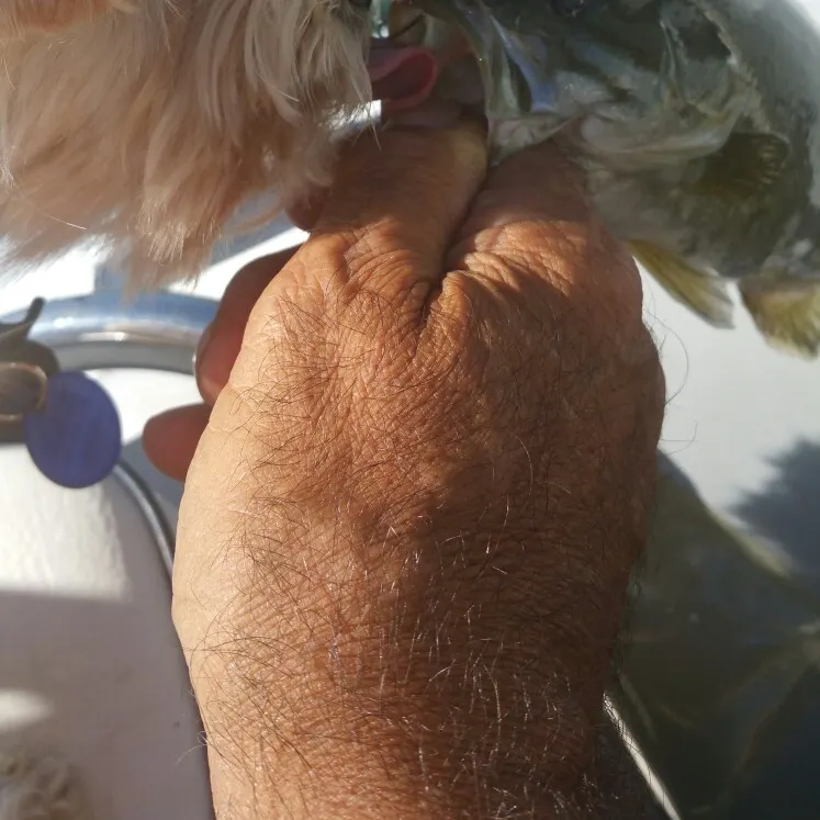 Smallmouth bass caught on Fishbrain