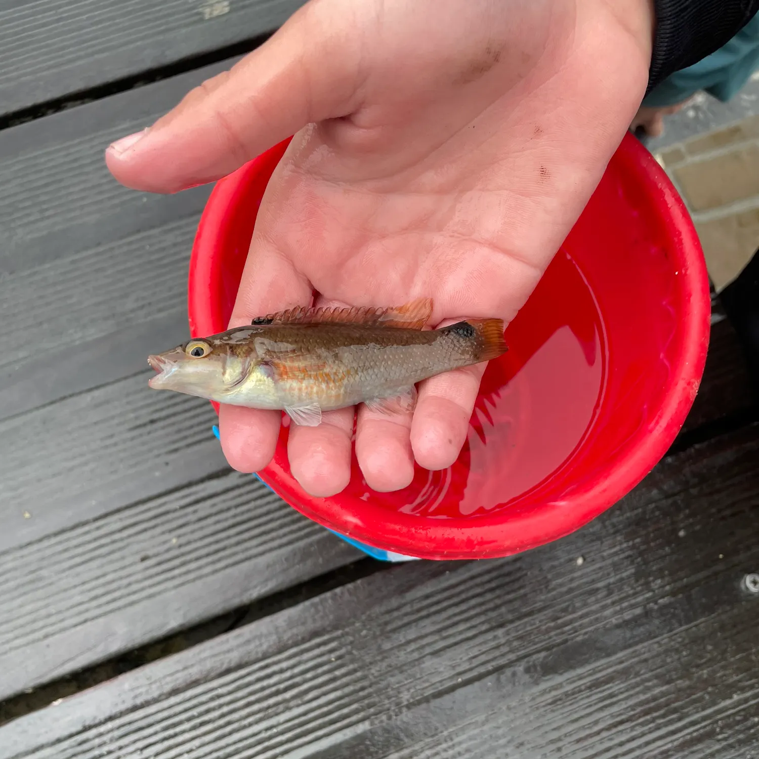 The most recent Ballan wrasse catches on Fishbrain