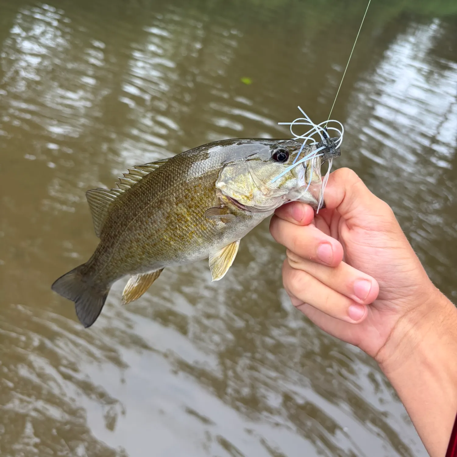 Smallmouth bass caught on Fishbrain