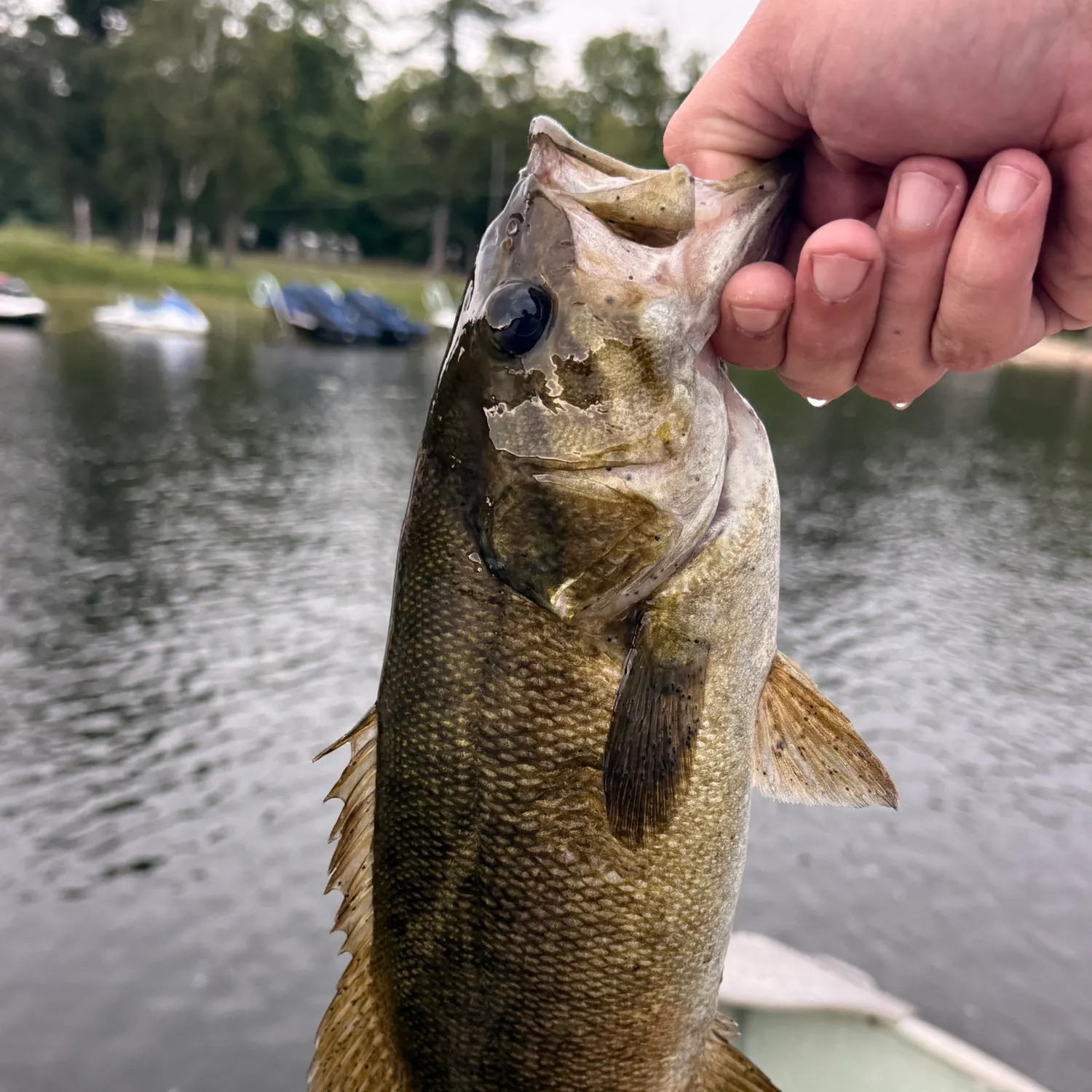 Smallmouth bass caught on Fishbrain